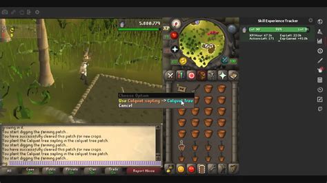 The nearby farmer can be paid 8 potato cacti to protect a planted celastrus tree from becoming diseased. . Calquat patch osrs